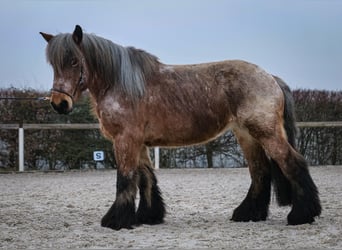 Más caballos de sangre fría, Yegua, 7 años, 158 cm, Tordo ruano