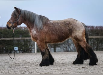 Más caballos de sangre fría, Yegua, 7 años, 158 cm, Tordo ruano