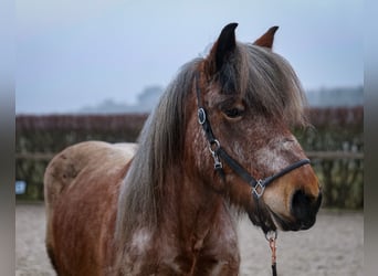 Más caballos de sangre fría, Yegua, 7 años, 158 cm, Tordo ruano