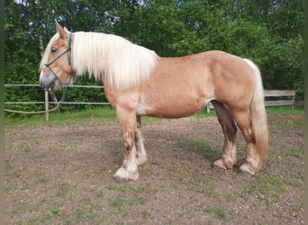 Más caballos de sangre fría, Yegua, 7 años, 165 cm, Alazán
