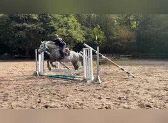 Más caballos de sangre fría, Yegua, 8 años, 160 cm, Tordillo negro