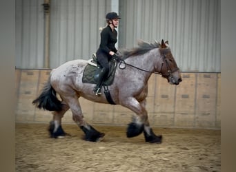 Más caballos de sangre fría, Yegua, 8 años, 170 cm, Tordo ruano