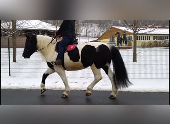 Más caballos de sangre fría, Yegua, 9 años, 162 cm, Pío