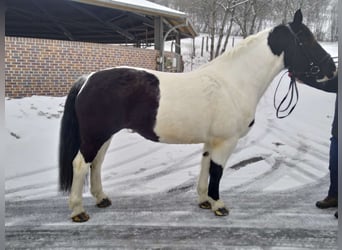 Más caballos de sangre fría, Yegua, 9 años, 162 cm, Pío