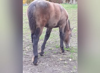 Más caballos de sangre fría Mestizo, Yegua, Potro (05/2023), 165 cm, Musgo marrón