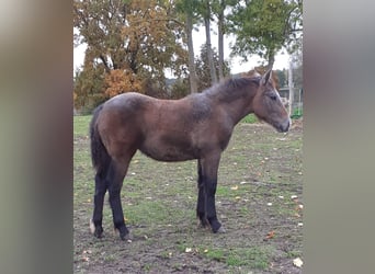 Más caballos de sangre fría Mestizo, Yegua, Potro (05/2023), 165 cm, Musgo marrón