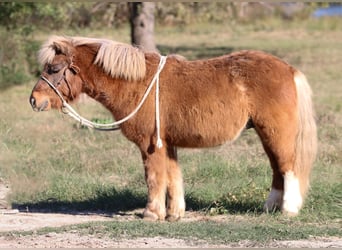 Más ponis/caballos pequeños, Caballo castrado, 10 años, 102 cm, Bayo