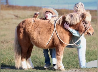 Más ponis/caballos pequeños, Caballo castrado, 10 años, 102 cm, Bayo