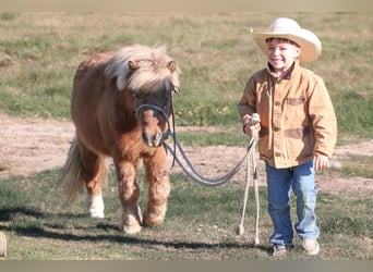 Más ponis/caballos pequeños, Caballo castrado, 10 años, 102 cm, Bayo