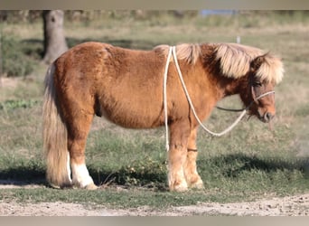 Más ponis/caballos pequeños, Caballo castrado, 10 años, 102 cm, Bayo