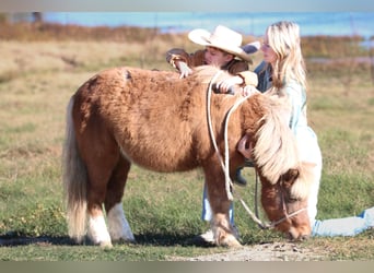 Más ponis/caballos pequeños, Caballo castrado, 10 años, 102 cm, Bayo