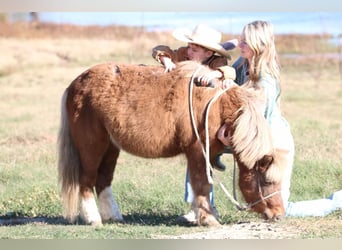 Más ponis/caballos pequeños, Caballo castrado, 10 años, 102 cm, Bayo