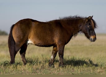 Más ponis/caballos pequeños, Caballo castrado, 10 años, 102 cm, Castaño