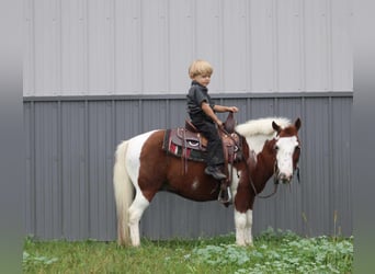 Más ponis/caballos pequeños, Caballo castrado, 10 años, 102 cm, Overo-todas las-capas