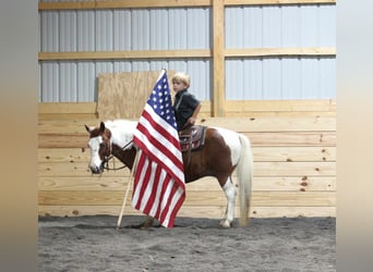 Más ponis/caballos pequeños, Caballo castrado, 10 años, 102 cm, Overo-todas las-capas