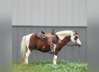 Más ponis/caballos pequeños, Caballo castrado, 10 años, 102 cm, Overo-todas las-capas