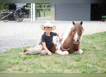 Más ponis/caballos pequeños, Caballo castrado, 10 años, 102 cm, Pío