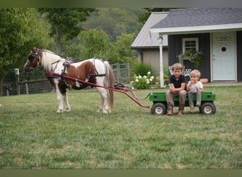 Más ponis/caballos pequeños, Caballo castrado, 10 años, 102 cm, Pío