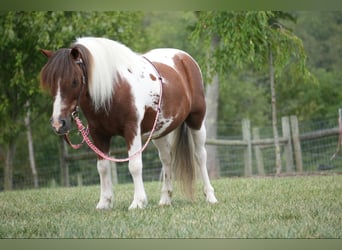 Más ponis/caballos pequeños, Caballo castrado, 10 años, 102 cm, Pío