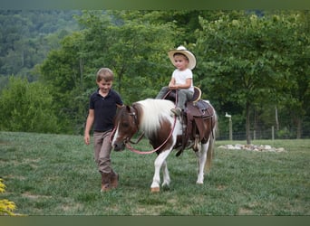 Más ponis/caballos pequeños, Caballo castrado, 10 años, 102 cm, Pío