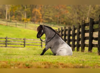 Más ponis/caballos pequeños, Caballo castrado, 10 años, 102 cm, Ruano azulado