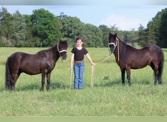 Más ponis/caballos pequeños, Caballo castrado, 10 años, 104 cm, Negro