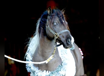 Más ponis/caballos pequeños, Caballo castrado, 10 años, 107 cm, Pío