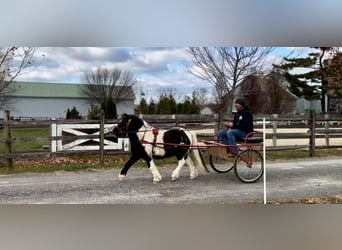 Más ponis/caballos pequeños, Caballo castrado, 10 años, 107 cm, Pío