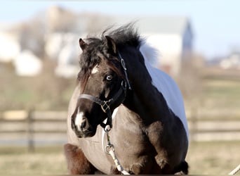 Más ponis/caballos pequeños, Caballo castrado, 10 años, 107 cm, Pío