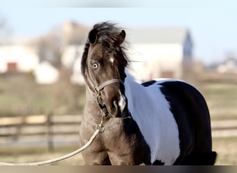 Más ponis/caballos pequeños, Caballo castrado, 10 años, 107 cm, Pío