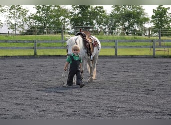 Más ponis/caballos pequeños, Caballo castrado, 10 años, 112 cm, White/Blanco
