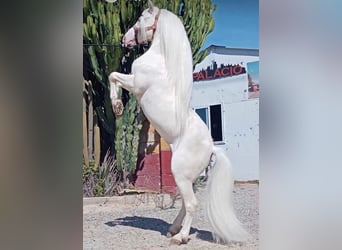 Más ponis/caballos pequeños, Caballo castrado, 10 años, 114 cm, Cremello