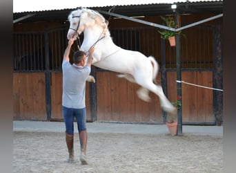 Más ponis/caballos pequeños, Caballo castrado, 10 años, 114 cm, Cremello