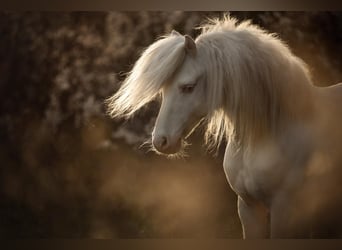 Más ponis/caballos pequeños, Caballo castrado, 10 años, 114 cm, Cremello