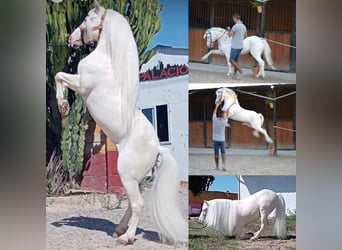 Más ponis/caballos pequeños, Caballo castrado, 10 años, 114 cm, Cremello