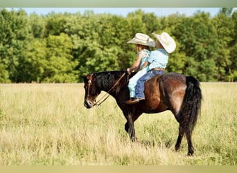 Más ponis/caballos pequeños, Caballo castrado, 10 años, 117 cm, Castaño-ruano