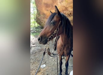 Más ponis/caballos pequeños, Caballo castrado, 10 años, 122 cm, Castaño-ruano