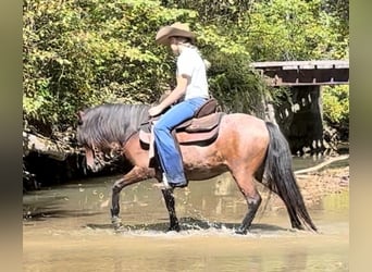 Más ponis/caballos pequeños, Caballo castrado, 10 años, 122 cm, Castaño-ruano
