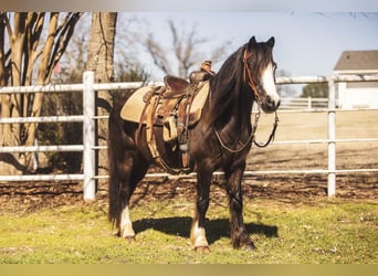 Más ponis/caballos pequeños, Caballo castrado, 10 años, 122 cm, Negro