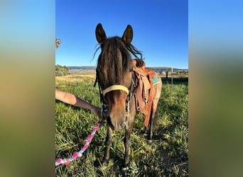 Más ponis/caballos pequeños, Caballo castrado, 10 años, 122 cm, Ruano azulado