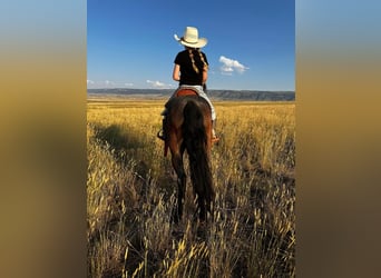 Más ponis/caballos pequeños, Caballo castrado, 10 años, 122 cm, Ruano azulado