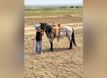 Más ponis/caballos pequeños, Caballo castrado, 10 años, 122 cm, Ruano azulado