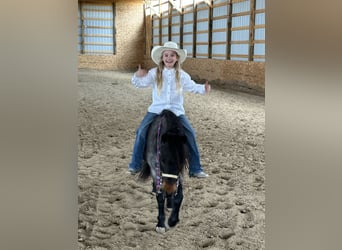 Más ponis/caballos pequeños, Caballo castrado, 10 años, 122 cm, Ruano azulado