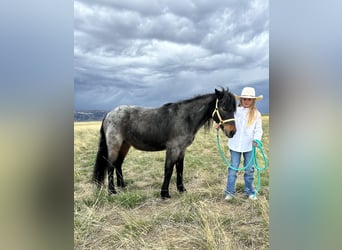 Más ponis/caballos pequeños, Caballo castrado, 10 años, 122 cm, Ruano azulado