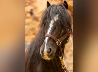 Más ponis/caballos pequeños, Caballo castrado, 10 años, 126 cm, Negro