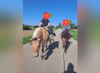 Más ponis/caballos pequeños, Caballo castrado, 10 años, 128 cm, Castaño