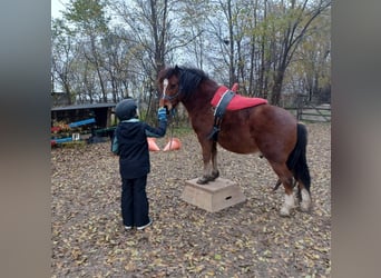 Más ponis/caballos pequeños, Caballo castrado, 10 años, 128 cm, Castaño