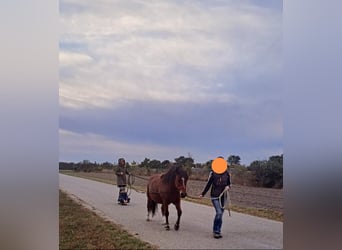 Más ponis/caballos pequeños, Caballo castrado, 10 años, 128 cm, Castaño