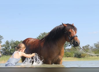 Más ponis/caballos pequeños, Caballo castrado, 10 años, 128 cm, Castaño