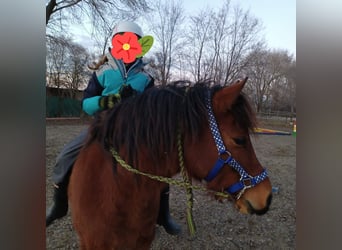 Más ponis/caballos pequeños, Caballo castrado, 10 años, 128 cm, Castaño